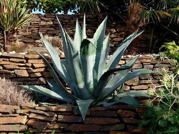 12 Renov Aloe Vera 22