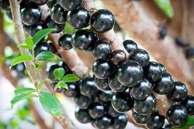 Jabuticaba-hibrida-myrciaria-cauliflora-mudas_frutifeiras
