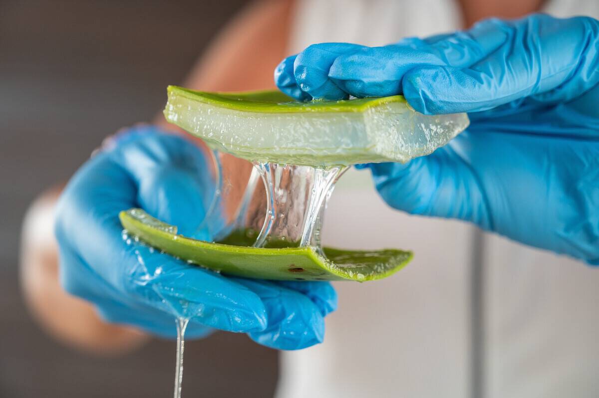 A worker shows the gelatinous interior of aloe vera in an...
