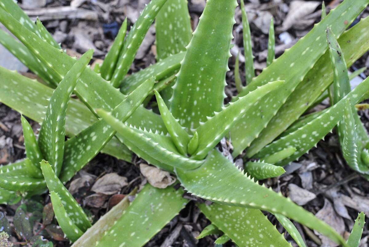 Aloe Vera Historic Park of Guayaquil