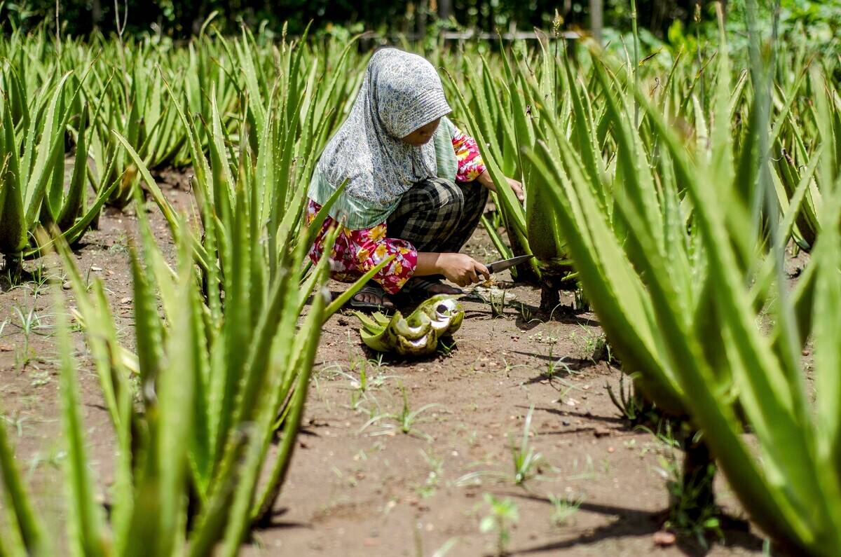 INDONESIA-YOGYAKARTA-ALOE VERA