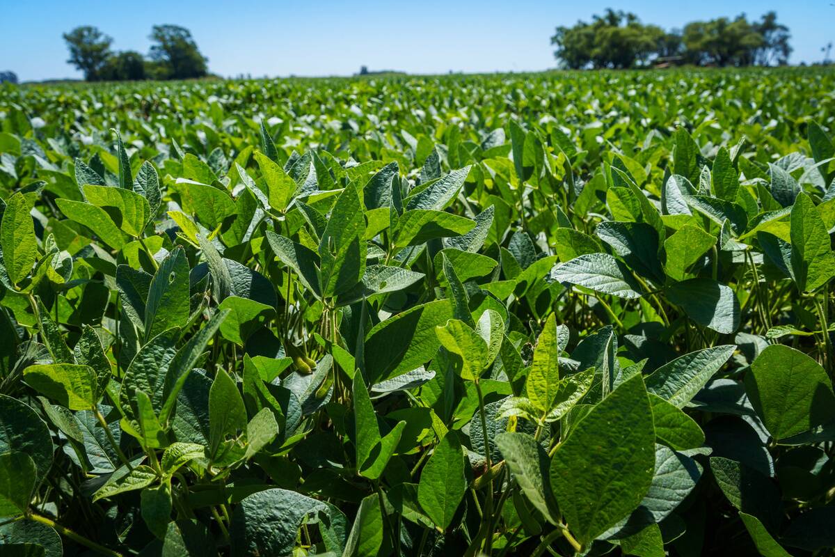 A soybean field seen in Firmat. Thanks to abundant rains...