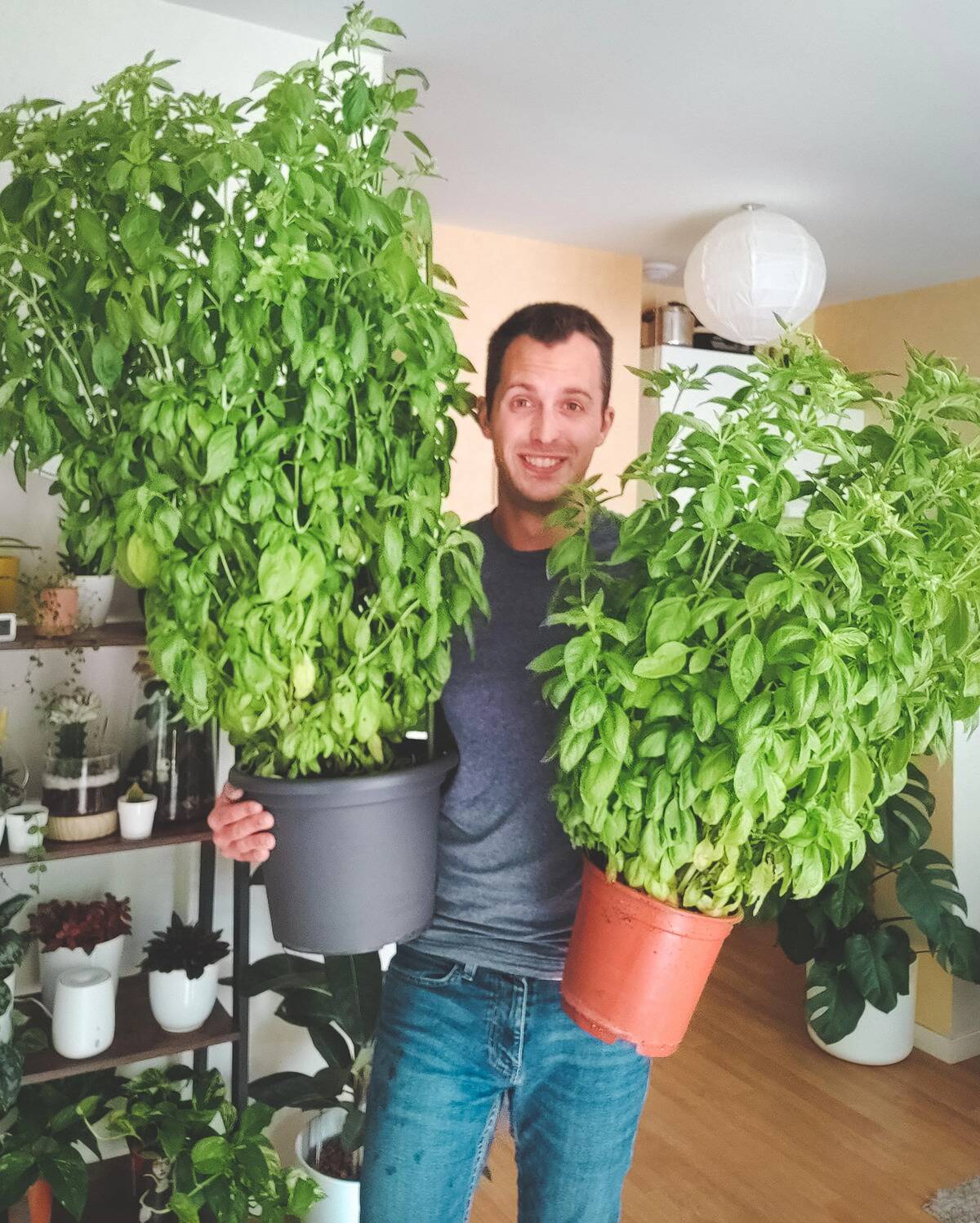 basil