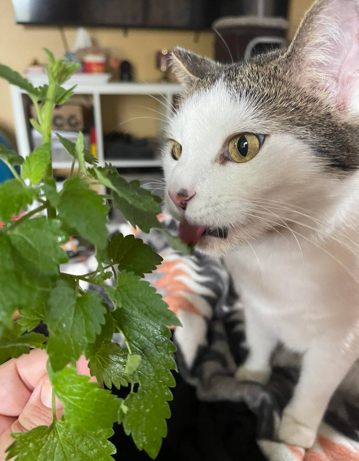 catnip