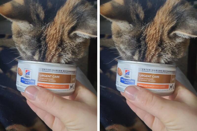 hill's science diet2