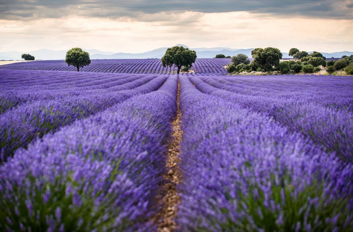 Lavender Fields In Brihuega (guadalajara) .