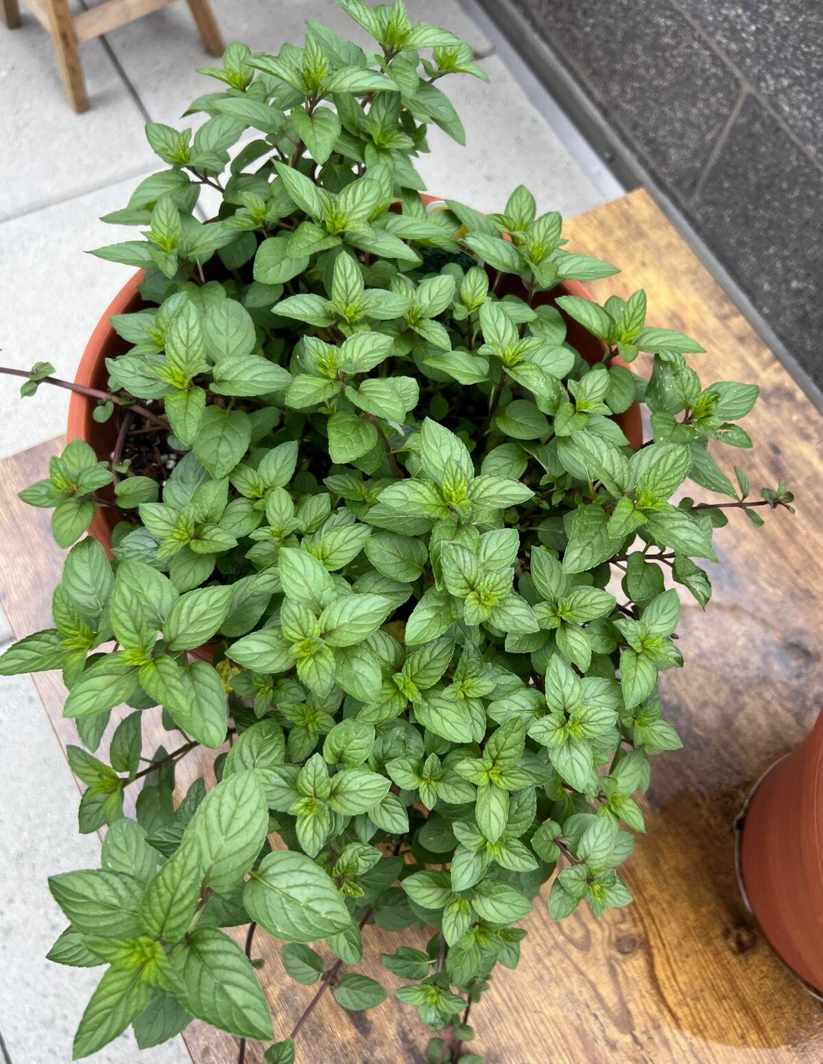 peppermint