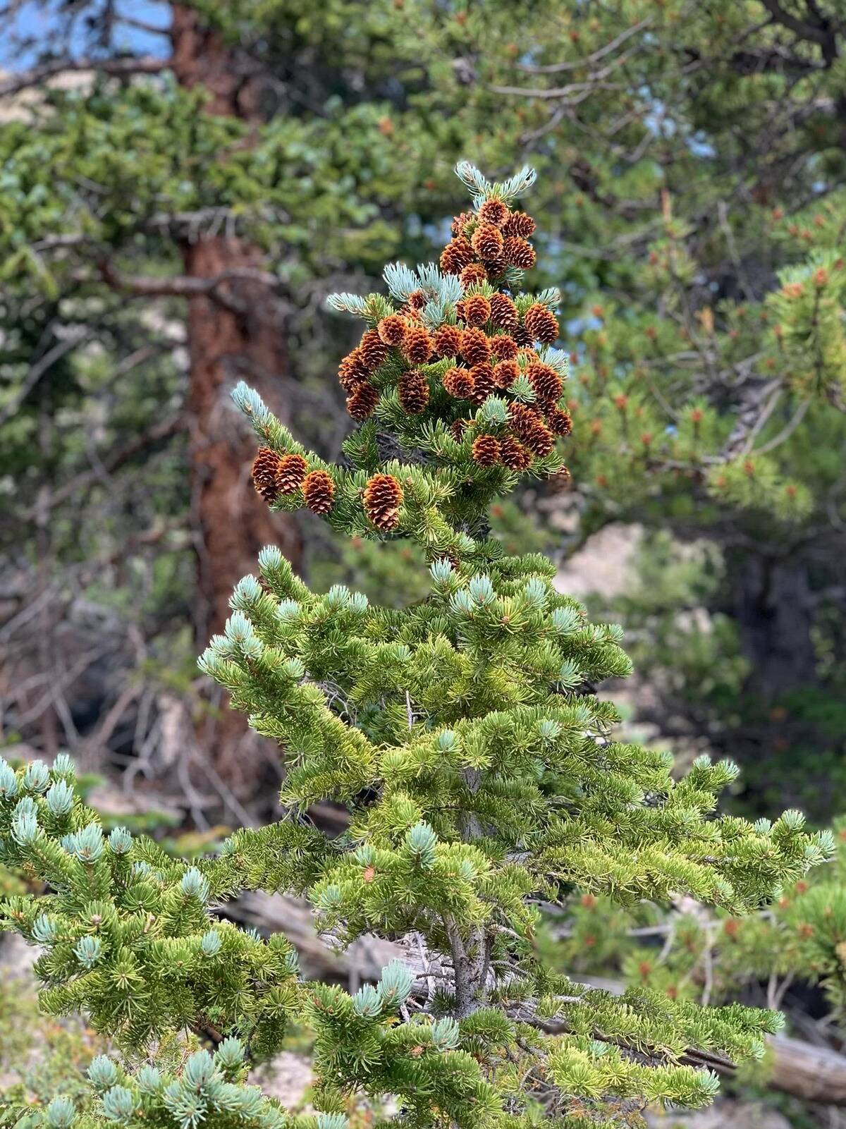 pine