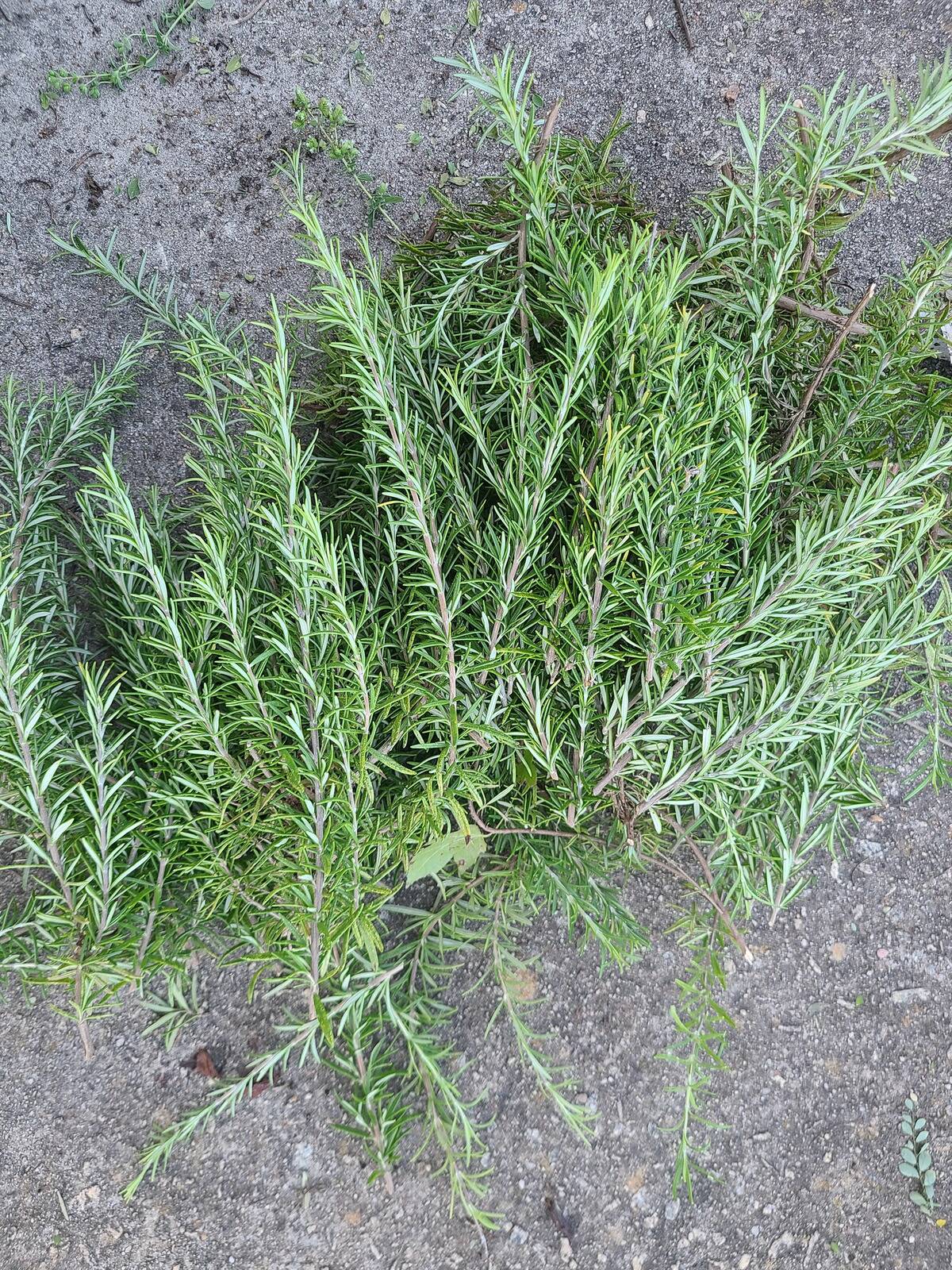 rosemary