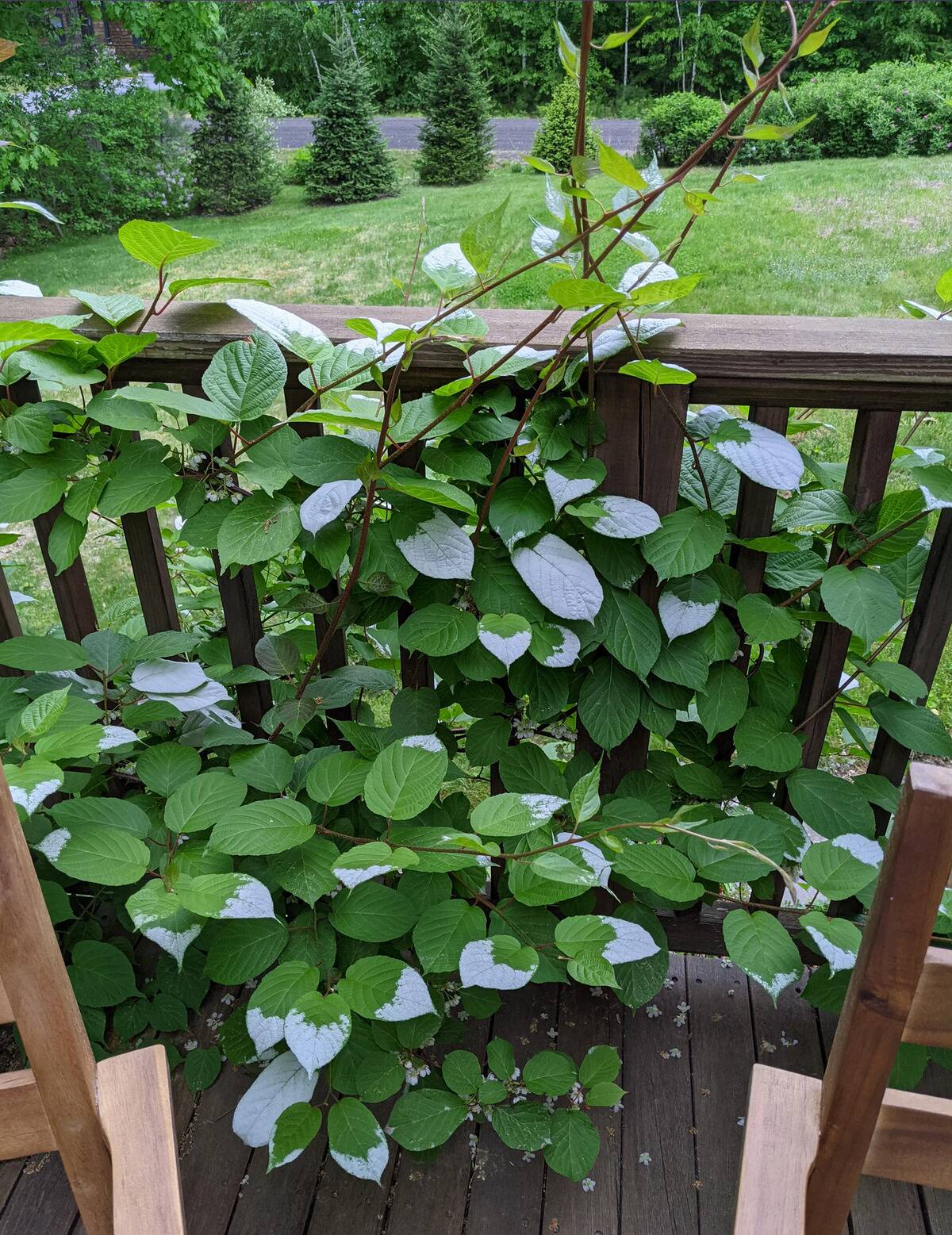 silver vine