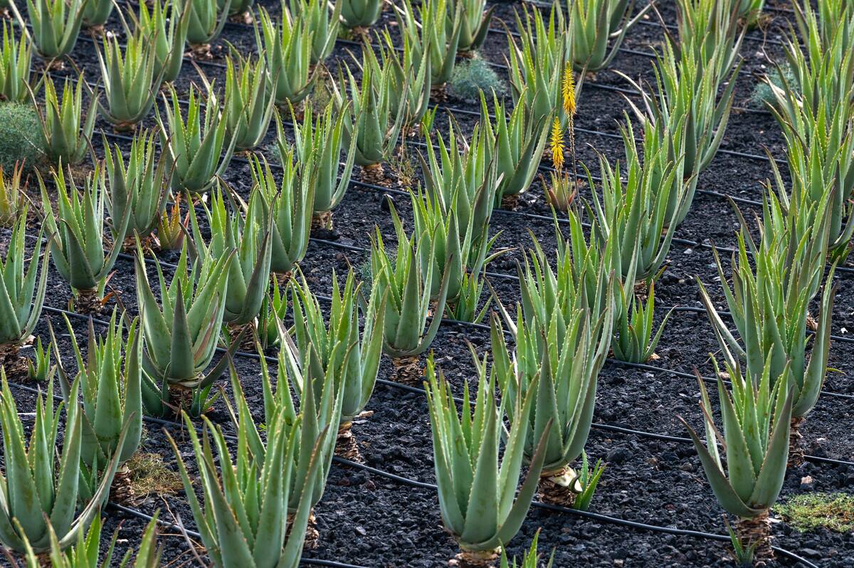 View of an ecological aloe vera plantation in Fuerteventura...