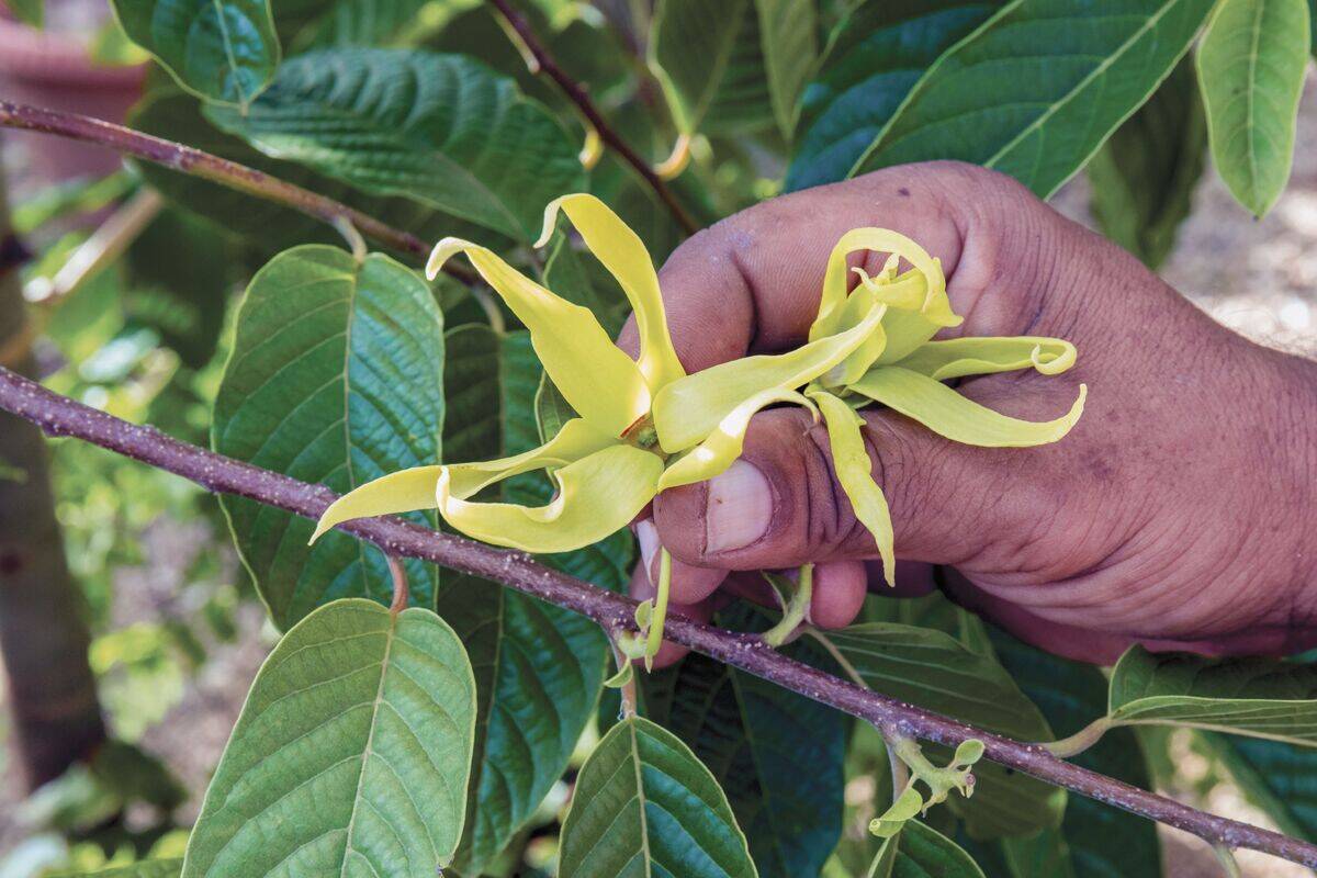 Ylang Ylang flower, Cananga odorata, Mauritius