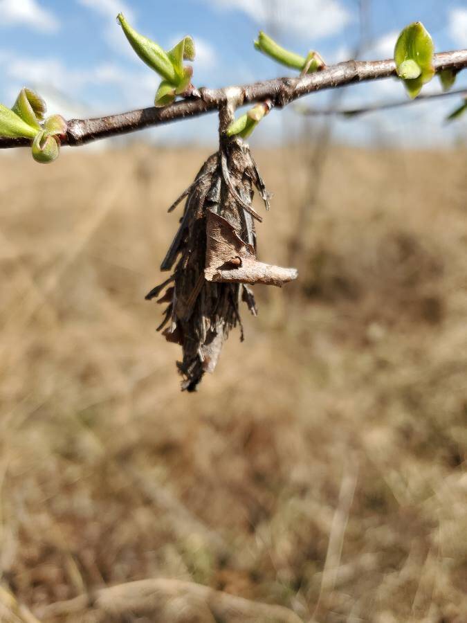 Abbot's_Bagworm_Moth_Cocoon (1)