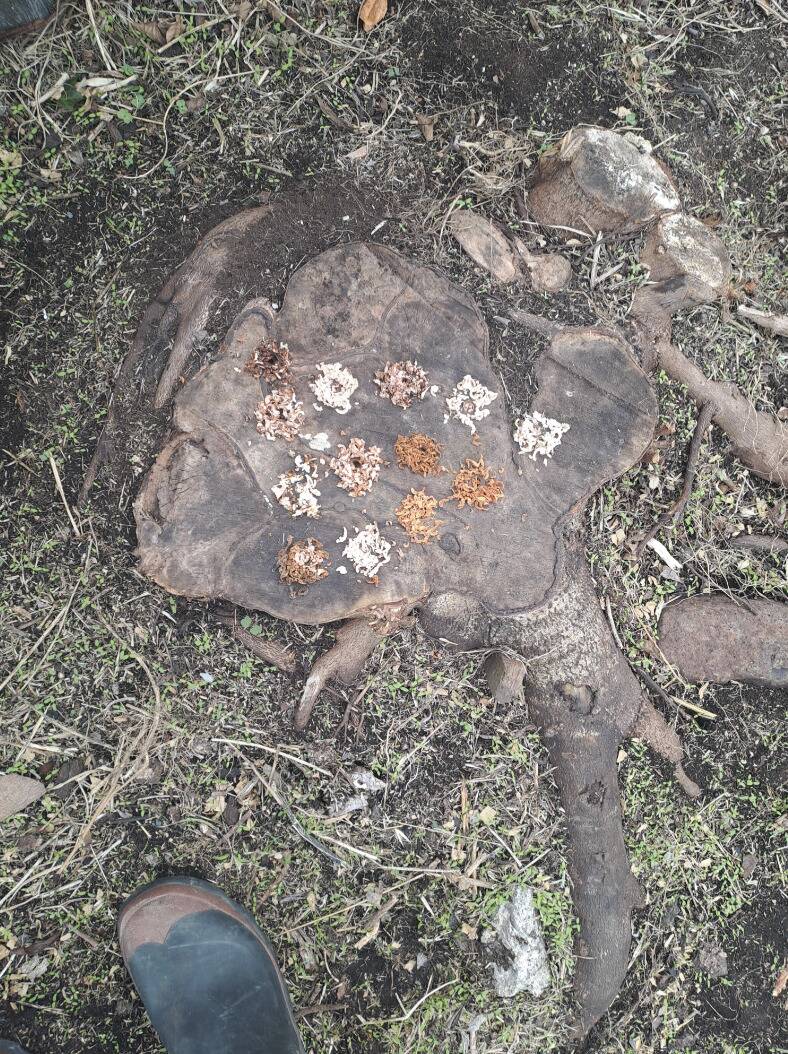 Screenshot 2024-04-25 at 11.06.37 AM