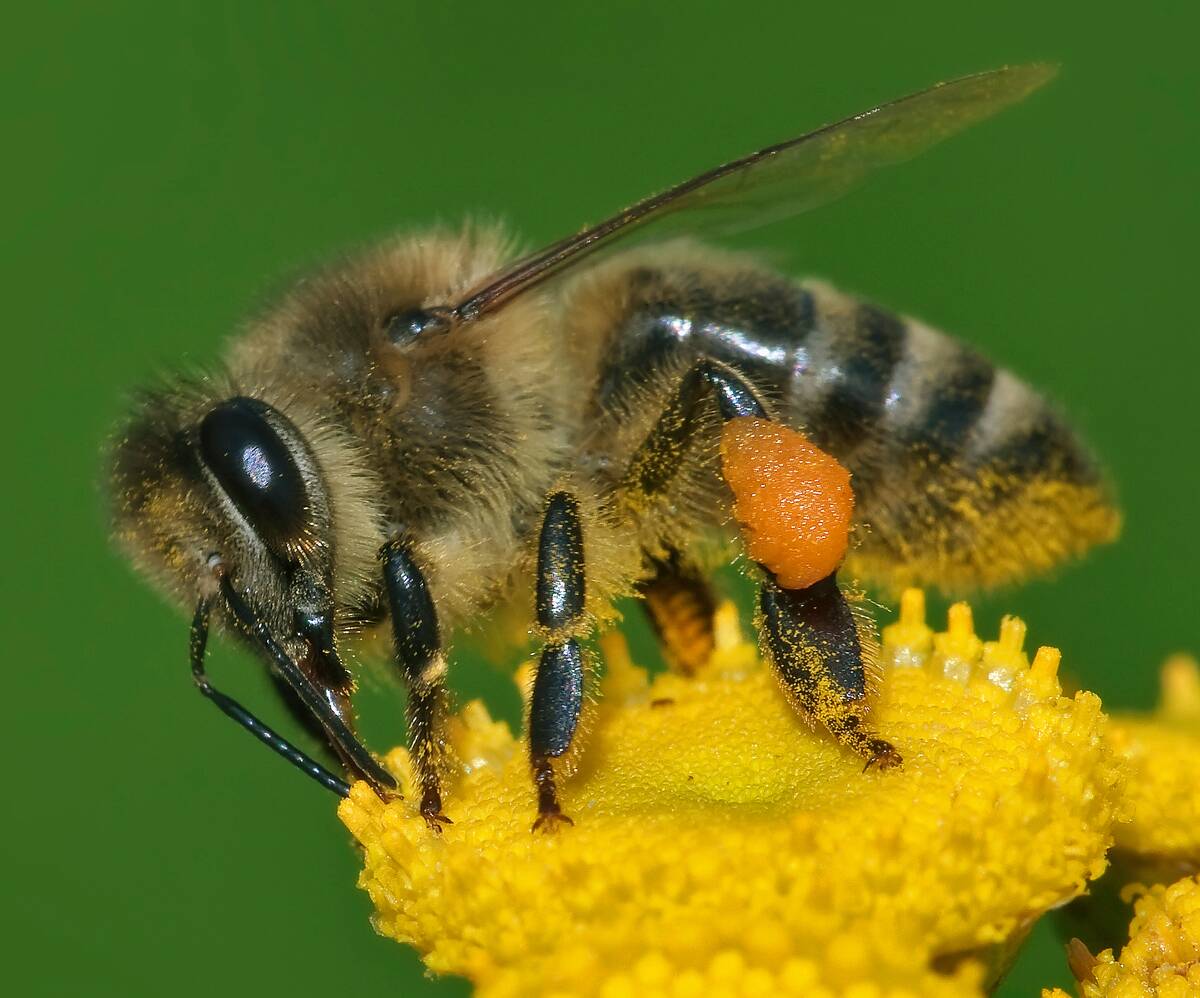 Apis_mellifera_Western_honey_bee