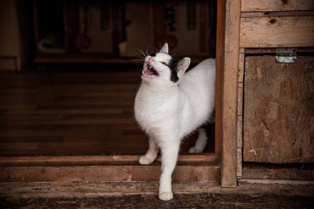 Bulgarian Woman Saves Stray Cats
