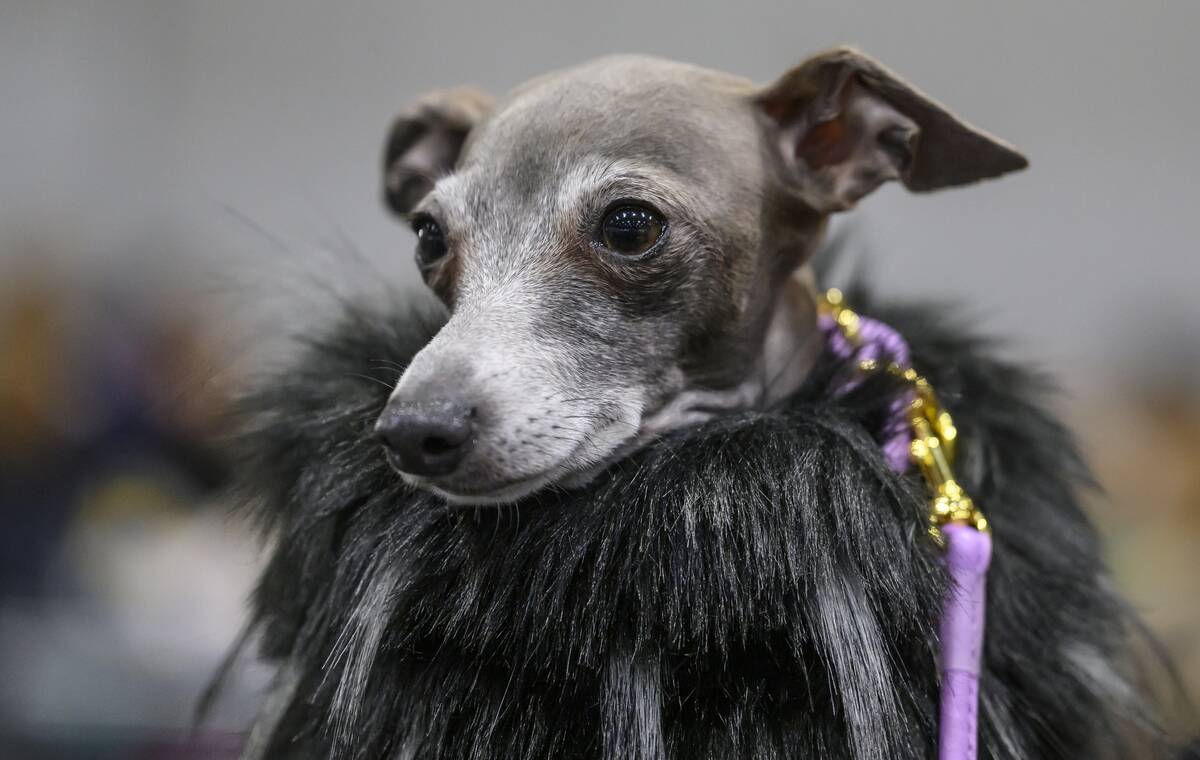 Crufts Dog Show 2023