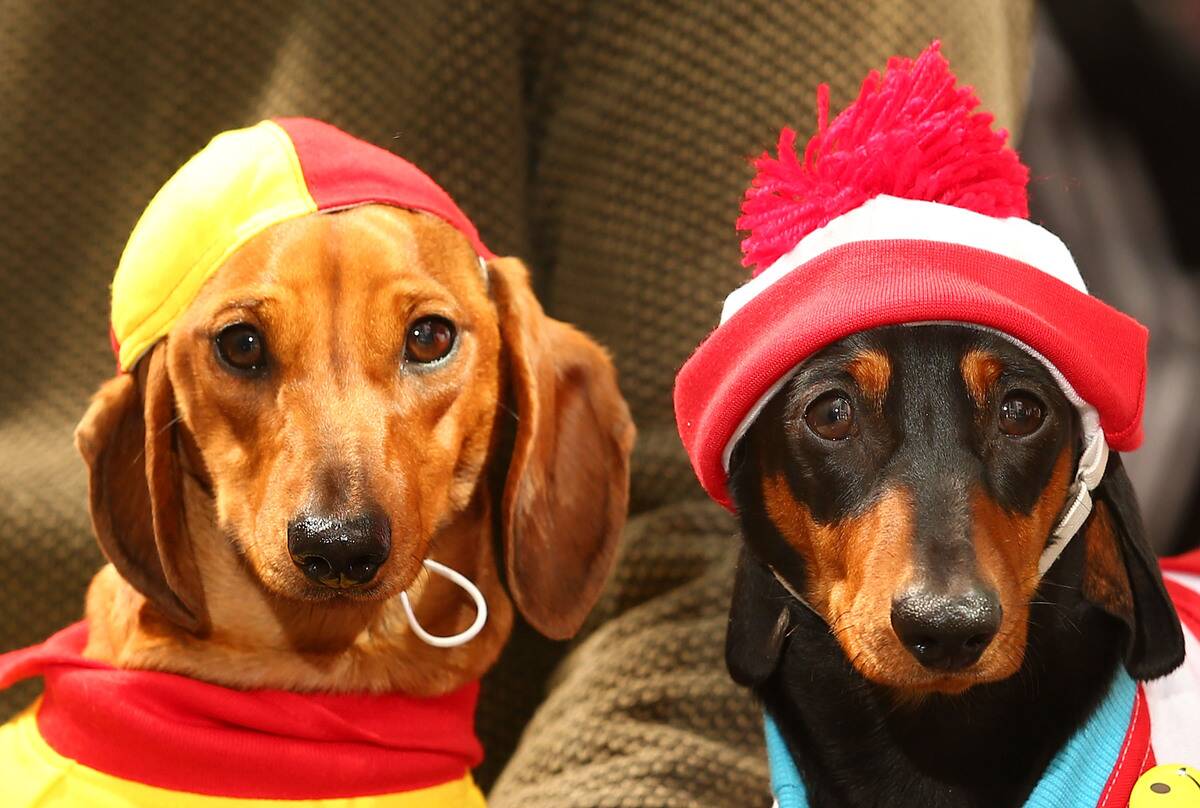 Dachshund Racing In Melbourne To Celebrate Oktoberfest