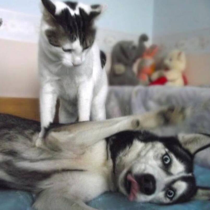 funny pet siblings