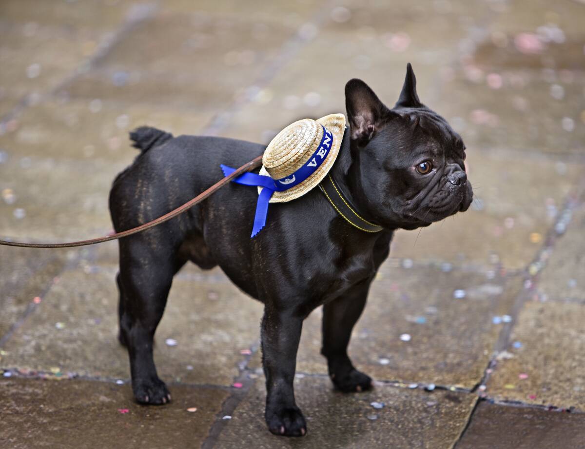 Italy - Venice - Carnival