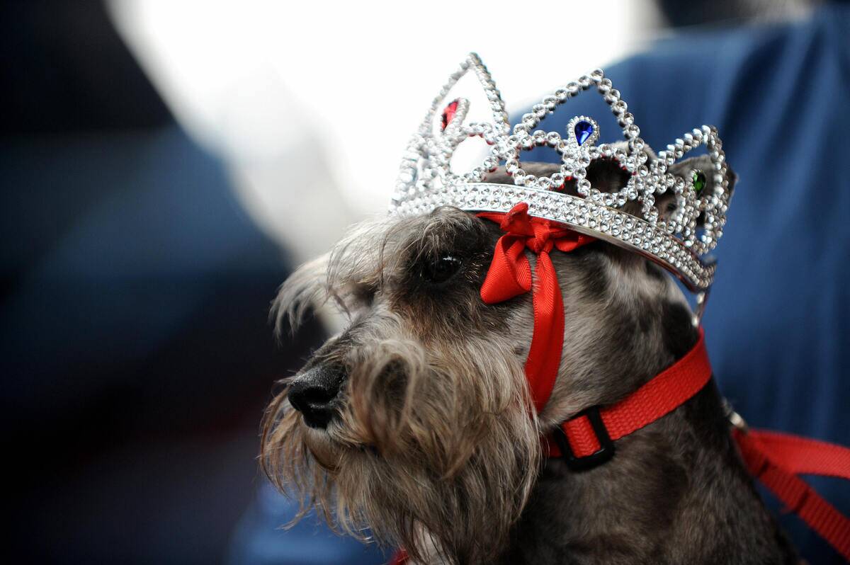 Lila, a female miniature Schnauzer, is p