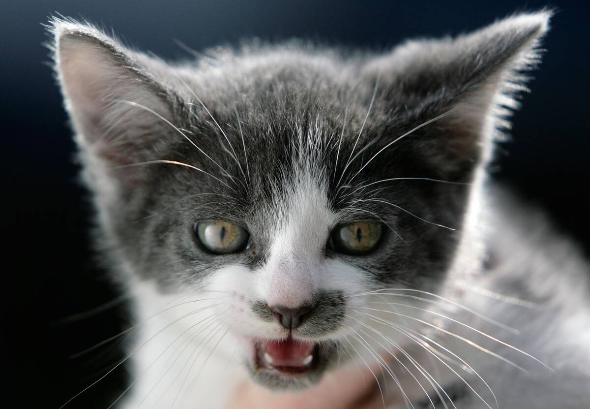 New Laws For Pet Welfare To Come Into Force