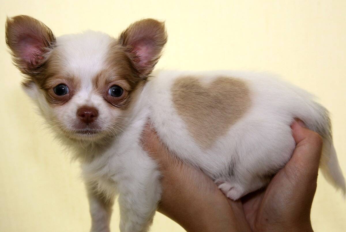 Pet Shop Displays Chihuahua With Unique Heart-Shaped Marking