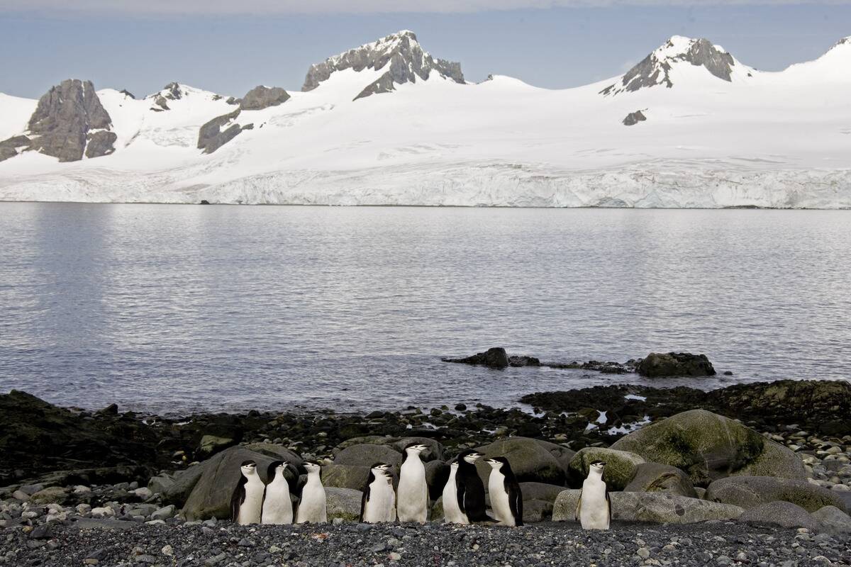 A Voyage to Antarctica