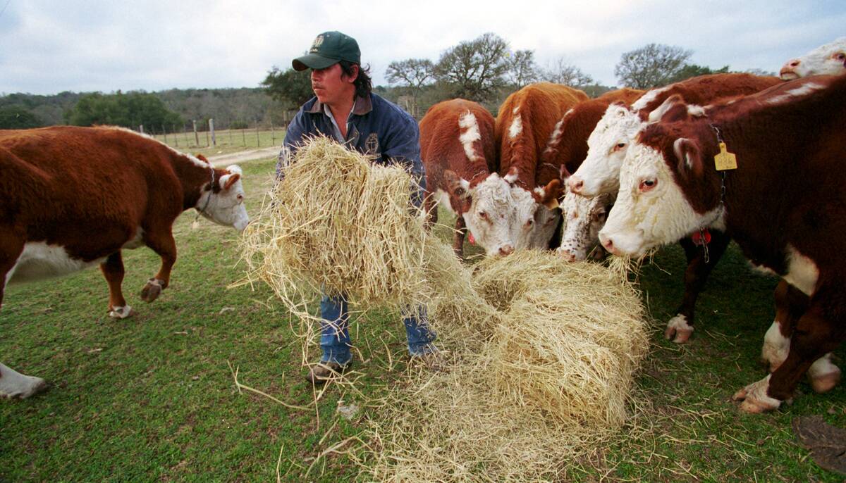 Cattle Industry in Texas