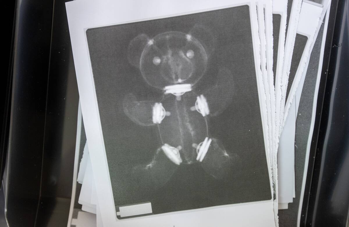 Teddy bear hospital opens in Halle