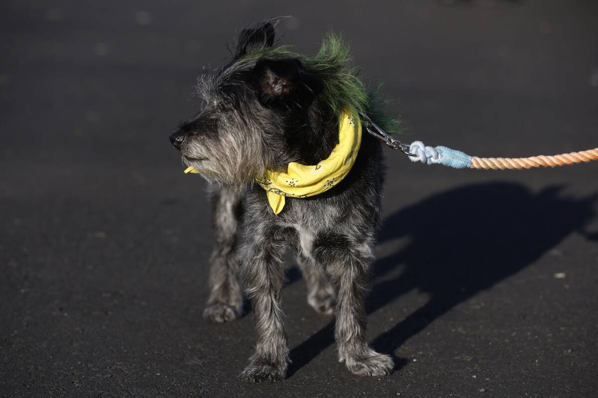 Texas Rangers v. Oakland Athletics
