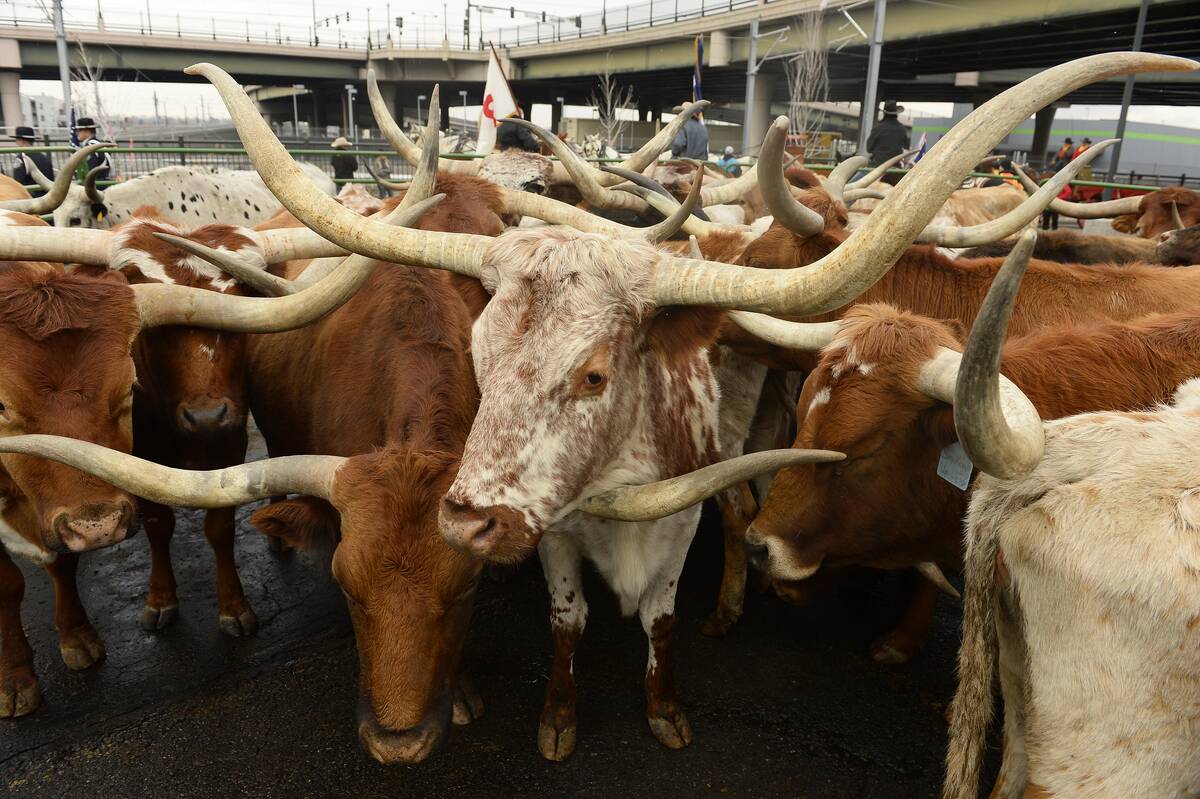 The annual National Western Stock Show Parade heads up 17th avenue in Denver, Colorado.