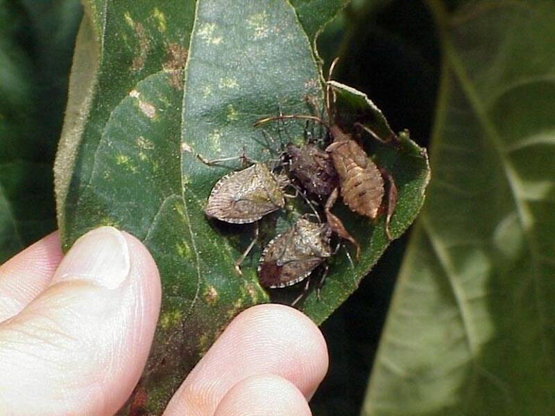 Brown_marmorated_stink_bug_adults-91210