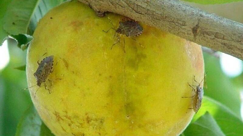 Halyomorpha-halys-and-apple-768w-40974 (1)