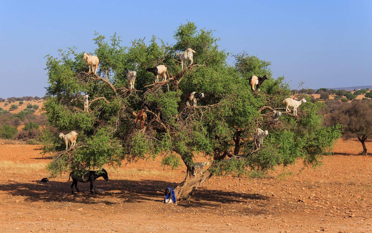 Moroccan-goats-climbing-an-argan-tree-90771