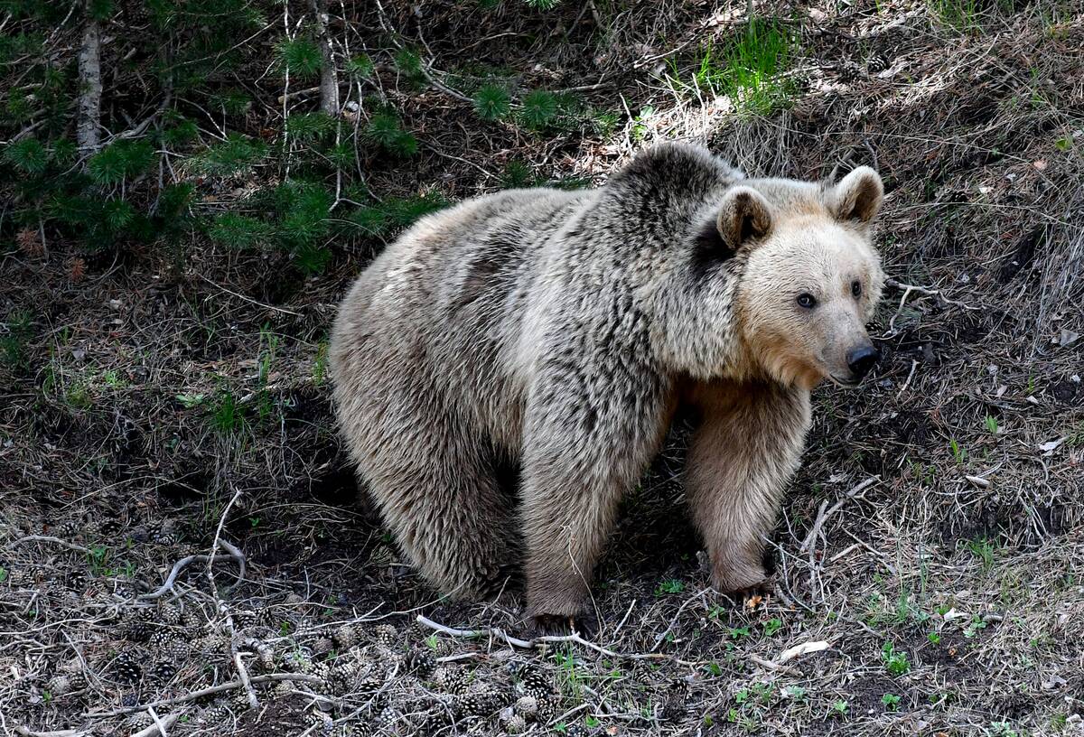 A brown bear and 2 cubs at Sarikamis in Turkiye's Kars