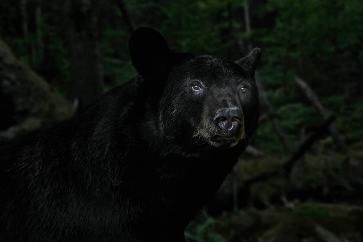 Close-up portrait of American black bear (Ursus americanus) foraging in forest at night