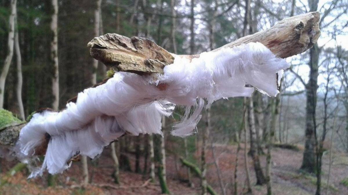 hair-ice-structure-made-of-pseudomons-syringae-55313