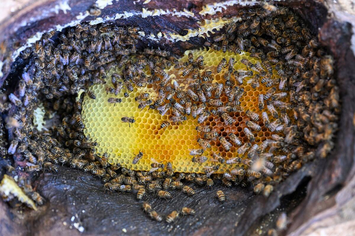 Beekeepers walk for kilometers to reach rock and tree honey in Turkiye's Van