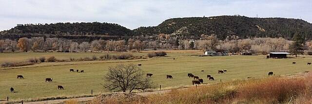 Cattle_grazing_in_Bayfield,_Colorado