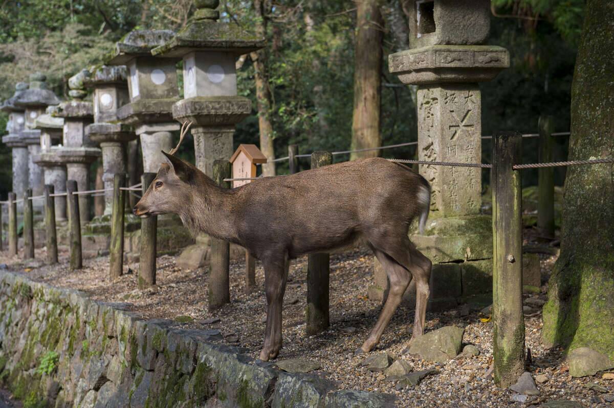 A Sika deer walking through a row of stone lanterns at the...