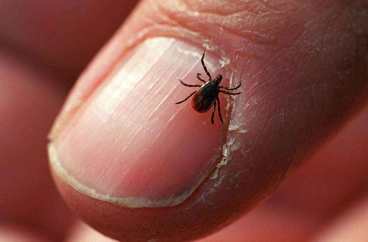 An adult deer tick...