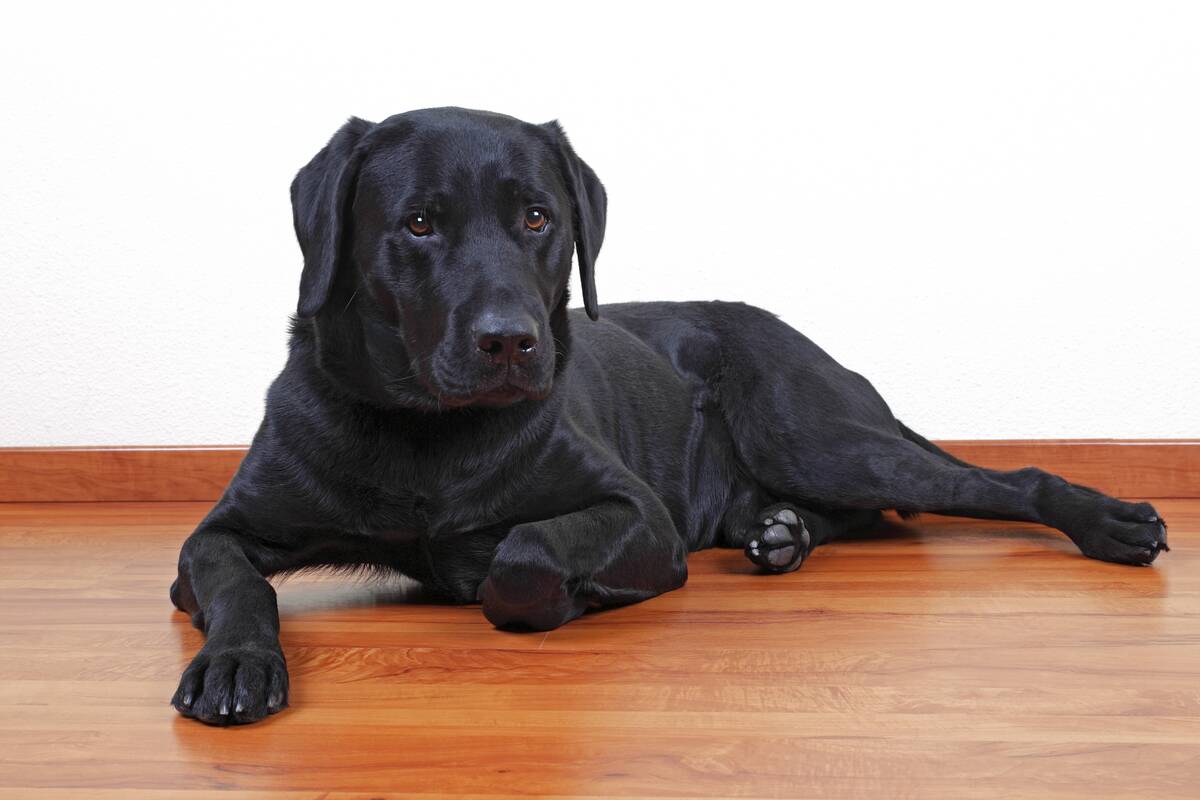 black Labrador Retriever dog (Canis lupus familiaris), male, portrait, domestic dog