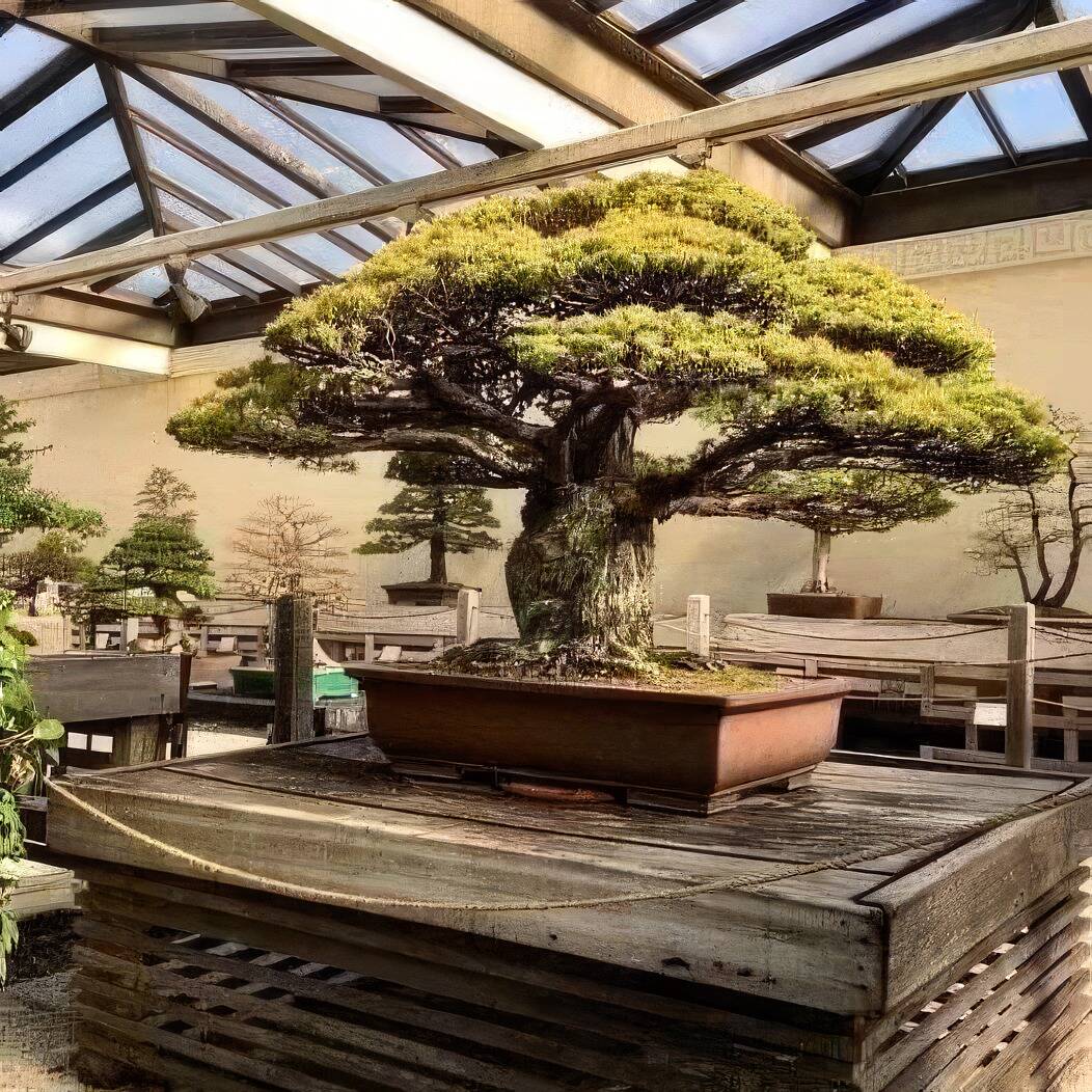 bonsai