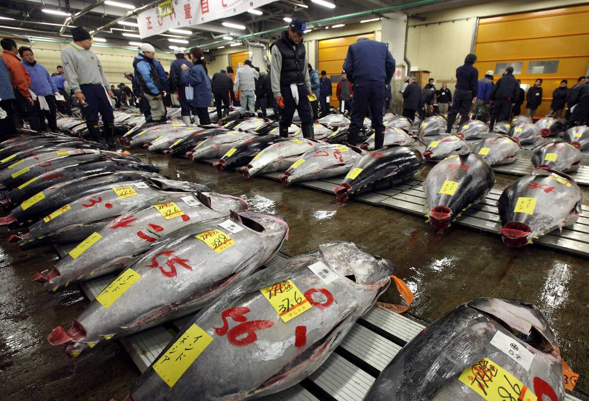 First Tuna Auction In 2010 Is Held At Tsukiji Market