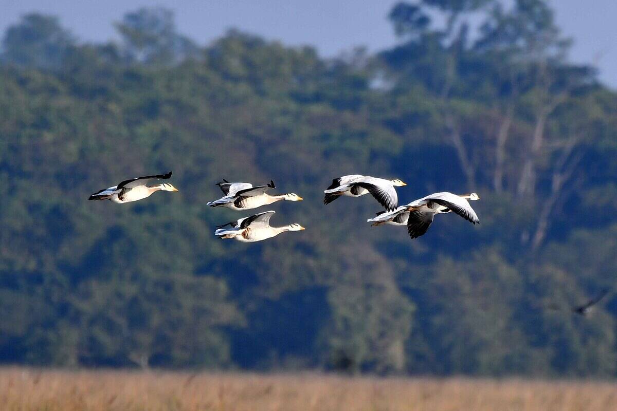India Wildlife