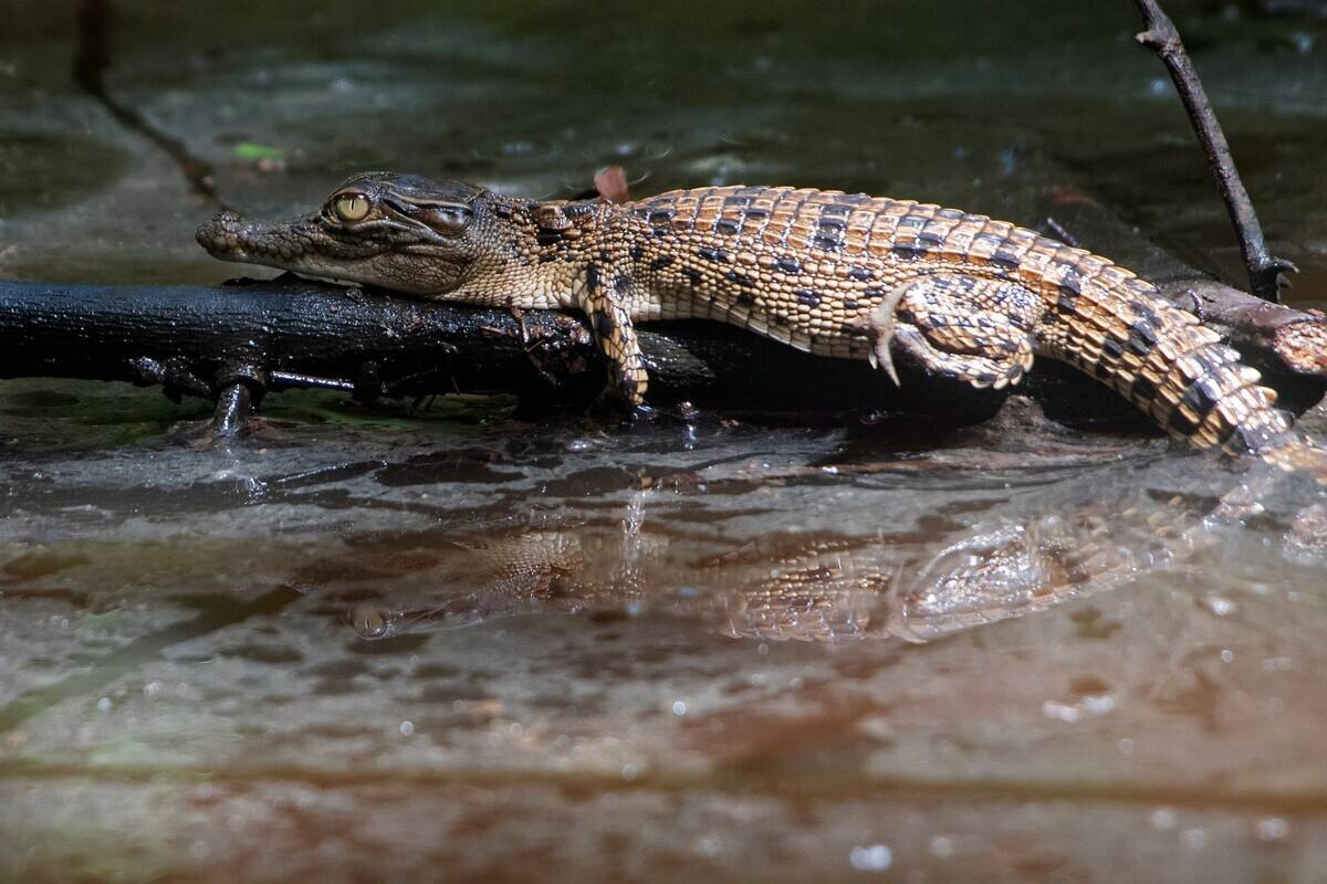 SINGAPORE-WILD SALTWATER CROCODILE BABY