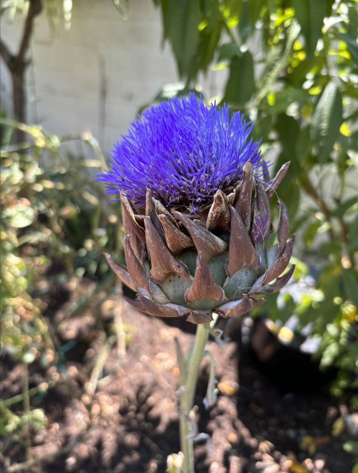 artichoke