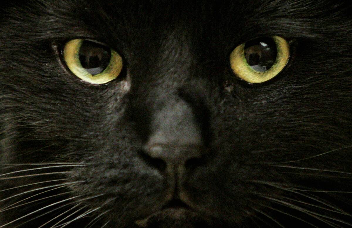 BLACK CAT--10/30/06--Toronto, Ont. The humane society protects black cats for a specified period of