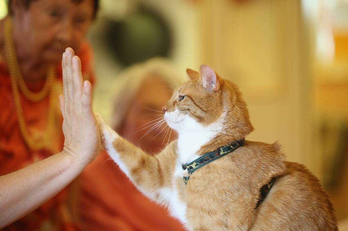 Cat Brings Therapy And Delight To The Elderly